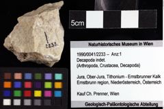 Foto (Objket + Etiketten) von Decapoda indet. 